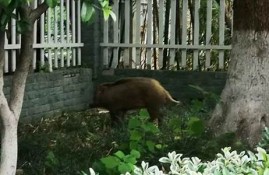 野猪闯进餐厅 食客及时反应避免大乱(野猪进村)