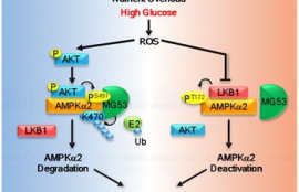 ampk通路,ampk激活剂有哪些