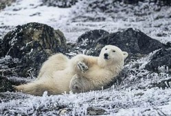 加拿大夫妻遭遇北极熊袭击 细节曝光(加拿大狩猎北极熊)