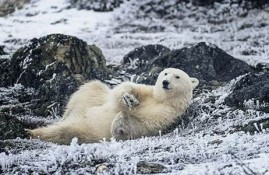 加拿大夫妻遭遇北极熊袭击 细节曝光(加拿大狩猎北极熊)