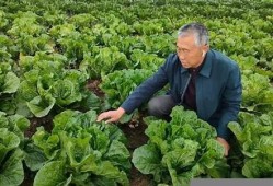 江苏村大白菜种植技术背后的科学依据