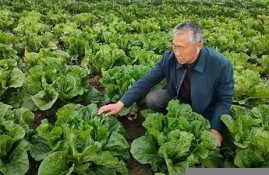 江苏村大白菜种植技术背后的科学依据