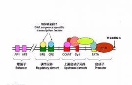 ckbb是什么酶,CKBB的定义