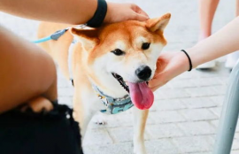 shib柴犬币今日行情走势预测分析