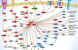 ampk信号通路全称,AMPK信号路径