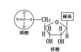 amp生物上是什么意思,AMP生物的意思。