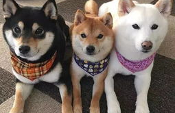 shib柴犬币价格预测最新走势分析