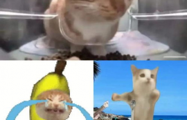 猫meme视频怎么做,大笑的猫迷因视频的制作方法