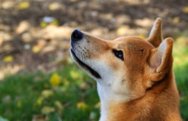 shib柴犬币行情分析,幼儿园周计划上周情况分析怎么写