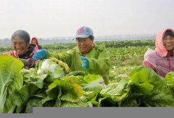 江苏某村大白菜种植成功与农业政策支持