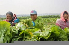 江苏某村大白菜种植成功与农业政策支持