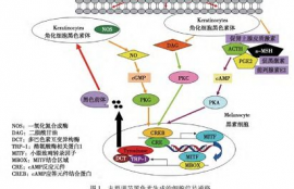 ckbb是什么酶,CKBB的定义