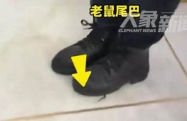 女子徒手抓老鼠尾巴反被咬伤 事件发生的背后(用手抓老鼠尾巴会不会有事)