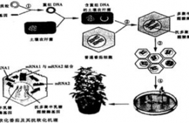 ckbb是什么酶,CKBB的定义