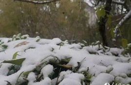 全国降雪引发下雪群聊热潮 网友互动不断(全国下雪情况)