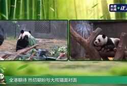 新一对赠送熊猫与公众见面 香港热议不断(同房两三天会不会怀孕)