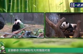 新一对赠送熊猫与公众见面 香港热议不断(同房两三天会不会怀孕)