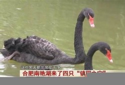 合肥南艳湖迎来黑天鹅孵化期 吸引大批游客