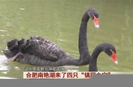 合肥南艳湖迎来黑天鹅孵化期 吸引大批游客