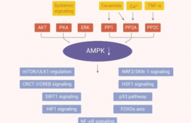 ampk信号通路全称,AMPK信号路径