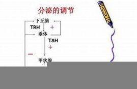 tsh是什么数字货币(数字加密货币是什么)