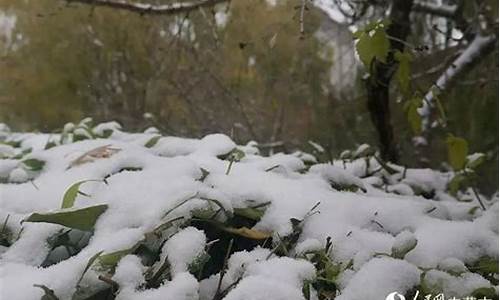 全国降雪引发下雪群聊热潮 网友互动不断(全国下雪情况) 区块链